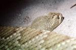 Mojave Green Rattlesnake, (Crotalus scutulatus scutulatus), Viperidae, Venomous, Pitviper, Viper, ARSV03P05_09