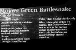 Mojave Green Rattlesnake, (Crotalus scutulatus scutulatus), Viperidae, Venomous, Pitviper, Viper, ARSV03P05_10