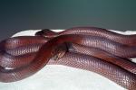 Red Spitting Cobra, (Naja pallida), Elapidae, ARSV03P05_16