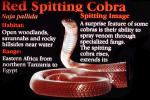 Red Spitting Cobra, (Naja pallida), Elapidae, ARSV03P05_17