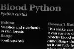 Blood Python, (Python curtus)