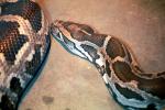 Indian Python, (Python molurus molurus), ARSV03P06_09