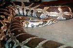 Indian Python, (Python molurus molurus), ARSV03P06_10