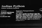 Indian Python, (Python molurus molurus)