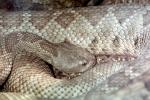 Santa Catalina Island Rattlesnake, (Crotalus catalinensis), Venomous Pitviper, Viper, Viperidae, ARSV03P07_11