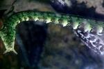 Tentacled Snake, (Erpeton tentaculatum), Colubridae, Homalopsinae, ARSV03P08_04