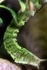 Tentacled Snake, (Erpeton tentaculatum), Colubridae, Homalopsinae, ARSV03P08_05