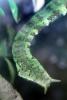 Tentacled Snake, (Erpeton tentaculatum), Colubridae, Homalopsinae