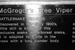McGregor's Tree Viper, (Trimeresurus mcgregori), Viper, Viperidae, Venomous, Pitviper