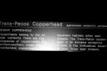 Copperhead, (Agkistrodon contortrix), Viperidae, Crotalinae, Venomous, Pitviper, Viper, ARSV03P08_18