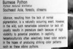 Burmese Python, (Python molurus bivittatus), Pythonidae, constrictor, ARSV03P09_05