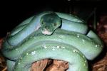 Green Tree Python, (Chondropython viridis)