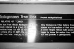 Madagascan Tree Boa, (Boa manditra), Sanzinia madagascariensis, Boidae, Constrictor, ARSV03P09_17