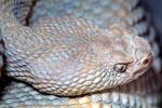 Aruba Island Rattlesnake, (Crotalus durissys unicolor), Venomous, Viper, Pitviper, Viperidae, Crotalinae, Crotalus, ARSV03P10_02