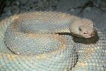 Aruba Island Rattlesnake, (Crotalus durissys unicolor), Venomous, Viper, Pitviper, Viperidae, Crotalinae, Crotalus, ARSV03P10_06