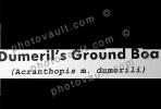 Dumerils Ground Boa (Acranthopis m dumerili), Boidae, Constrictor