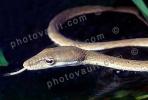 Gunther's Whip Snake, or Burmese Vine Snake, (Ahaetulla fronticincta), Vinesnake, Mildly Venomous, Colubridae, Colubrinae, ARSV03P10_16