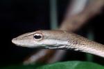 Gunther's Whip Snake, or Burmese Vine Snake, (Ahaetulla fronticincta), Vinesnake, Mildly Venomous, Colubridae, Colubrinae, ARSV03P10_17