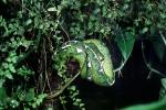 Emerald Tree Boa, (Corallus canina), Boidae, Constrictor, ARSV03P11_06