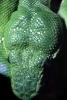 Head, Emerald Tree Boa, (Corallus canina), Boidae, Constrictor