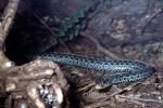 San Francisco Garter Snake, (Thamnophis sirtalis)