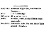 Argentine Boa, Boa constrictor occidentalis, Boidae, Constrictor, ARSV03P12_07