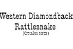Western Diamondback Rattlesnake, Crotalus atrox, Viperidae, Crotalinae, Crotalus, Venomous, Pitviper, Viper, ARSV03P12_17