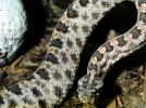 Florida Pygmy Rattlesnake, (Sistrurus miliarius barbouri), Viperidae, Crotalinae, Genomous Pitviper, Viper, Pitviper, Venomous, ARSV03P12_18