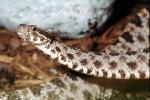 Florida Pygmy Rattlesnake, (Sistrurus miliarius barbouri), Viperidae, Crotalinae, Genomous Pitviper, Viper, Pitviper, Venomous, ARSV03P12_19