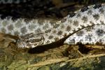 Florida Pygmy Rattlesnake, (Sistrurus miliarius barbouri), Viperidae, Crotalinae, Genomous Pitviper, Viper, Pitviper, Venomous, ARSV03P13_01