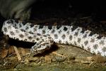 Florida Pygmy Rattlesnake, (Sistrurus miliarius barbouri), Viperidae, Crotalinae, Genomous Pitviper, Viper, Pitviper, Venomous, ARSV03P13_02