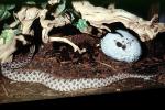 Florida Pygmy Rattlesnake, (Sistrurus miliarius barbouri), Viperidae, Crotalinae, Genomous Pitviper, Viper, Pitviper, Venomous, ARSV03P13_03