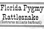 Florida Pygmy Rattlesnake, (Sistrurus miliarius barbouri), Viperidae, Crotalinae, Genomous Pitviper, Viper, Venomous, ARSV03P13_04