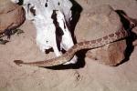 Northern Pacific Rattlesnake, (Crotalus viridis oreganus), Crotalinae, Viperidae, Viper, Pitviper, Venomous, ARSV03P13_05