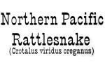 Northern Pacific Rattlesnake, (Crotalus viridis oreganus), Crotalinae, Viperidae, Viper, Pitviper, Venomous, ARSV03P13_06