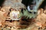 Northern Pine Snake, Gopher Snake, (Pituophis melanoleucus), Colubridae, Colubrinae, Pituophis