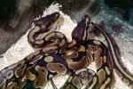 Boa Constricter, Boidae, Constrictor, ARSV03P13_15