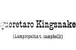 Queretaro Kingsnake, (Lampropeltis t. campbelli)