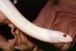 Albino, Albinism, California Kingsnake, (Lampropeltis getula californiae), Colubridae, ARSV03P14_01