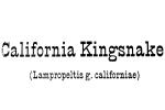 California Kingsnake, (Lampropeltis getula californiae), Colubridae, ARSV03P14_05
