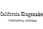California Kingsnake, (Lampropeltis getula californiae), Colubridae