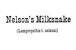 Nelson's Milksnake (Lampropeltis triangulum nelsoni)