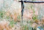 dead snake on a stick, ARSV03P14_19