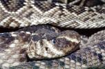 Rattlesnake, viper, viperdae, venomous, ARSV03P15_01