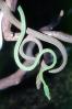 Gunther's Whip Snake, or Burmese Vine Snake, (Ahaetulla fronticincta), Vinesnake, Mildly Venomous, Colubridae, Colubrinae, ARSV03P15_04