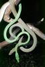 Gunther's Whip Snake, or Burmese Vine Snake, (Ahaetulla fronticincta), Vinesnake, Mildly Venomous, Colubridae, Colubrinae, ARSV03P15_05
