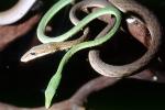 Gunther's Whip Snake, or Burmese Vine Snake, (Ahaetulla fronticincta), Vinesnake, Mildly Venomous, Colubridae, Colubrinae, ARSV03P15_06