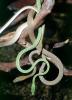 Gunther's Whip Snake, or Burmese Vine Snake, (Ahaetulla fronticincta), Vinesnake, Mildly Venomous, Colubridae, Colubrinae, ARSV03P15_07