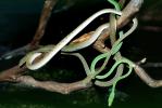 Gunther's Whip Snake, or Burmese Vine Snake, (Ahaetulla fronticincta), Vinesnake, Mildly Venomous, Colubridae, Colubrinae, ARSV03P15_08