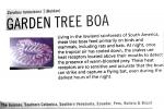 Garden Tree Boa, (Corallus hortulanus), [Boidae], Boinae, Constrictor, ARSV03P15_14